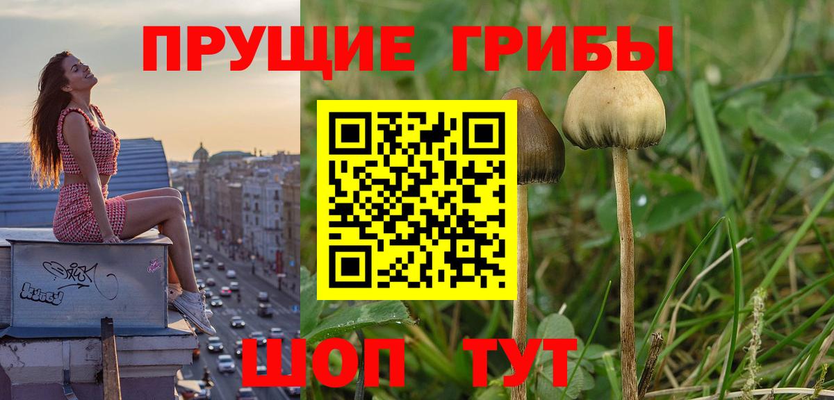 Псилоцибиновые грибы Psilocybine cubensis Тюмень